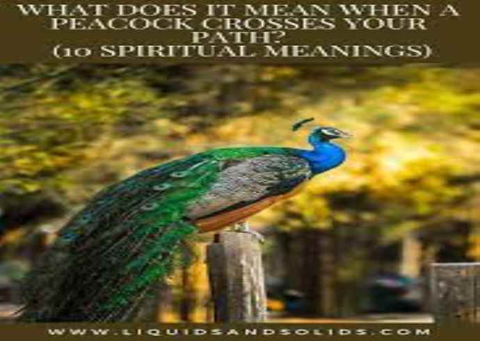 What is the significance of the peacock in Indian culture?