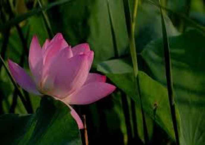 भारतीय संस्कृति में वृक्षों के अलग-अलग प्रकार क्या हैं?
